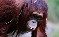 Bornean orangutan (Pongo pygmaeus)